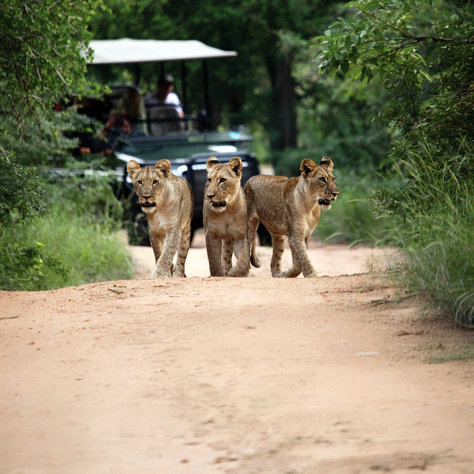 Karongwe-Game-Drive-1