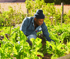 food garden-1