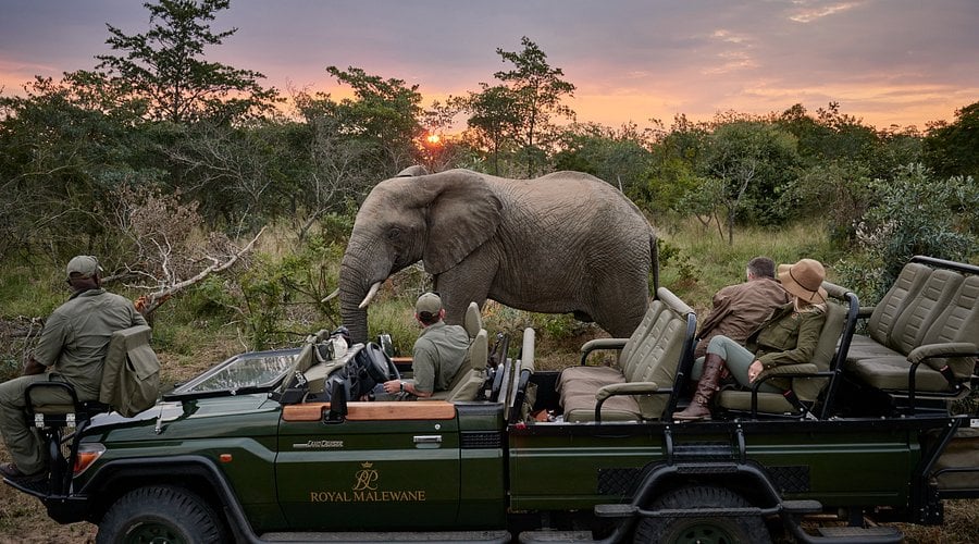 game-drive-at-royal-malewane